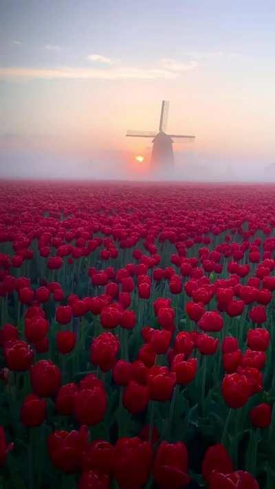 Mesmerizing tulip fields in Netherlands