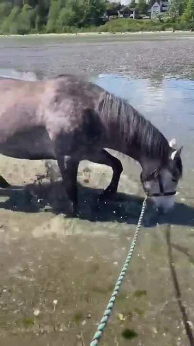 Took the ponies to the beach today