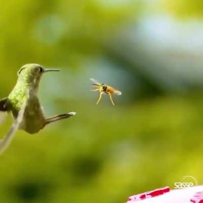 🔥 Hummingbird dodges wasp in slow motion