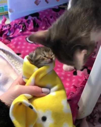 Mama cat loves her little purrito