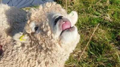 Meet Cher! Cher is a Devon and Cornwall longwool lamb. This breed is famed for its huge fleeces. They are thought to have the largest fleece of all british breeds.