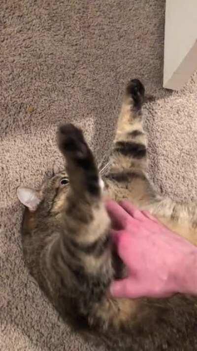 My friend’s cat enjoying some scratches