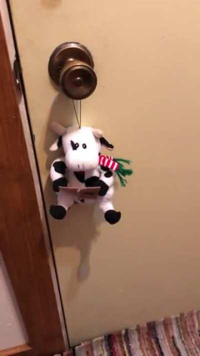 The family Christmas Cow is apparently possessed this year…