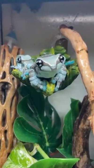 Amazon milk frogs, native to the tropical rainforests of South America, have special toe-pads on their feet to help them climb plants. Their name comes from the noxious sticky white substance they secrete through their skin when threatened. Here are a cou