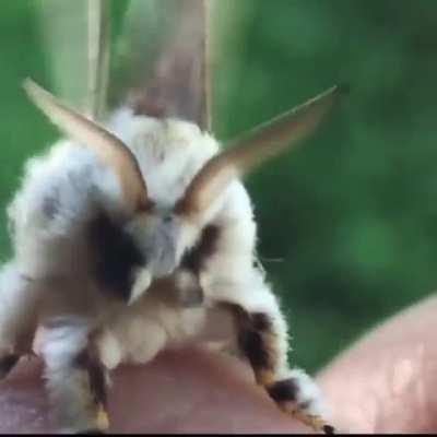 Adorable moth stops in to say hello