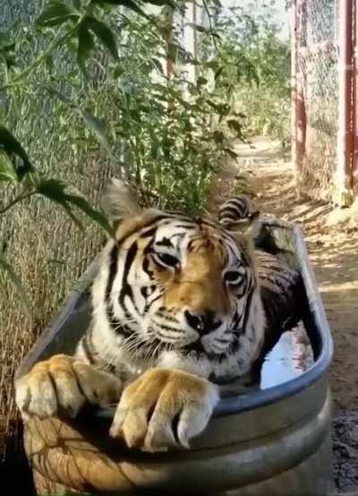 Chillin’ in the tub