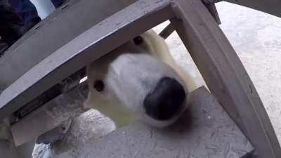 POV: Polar Bear is trying to eat you.