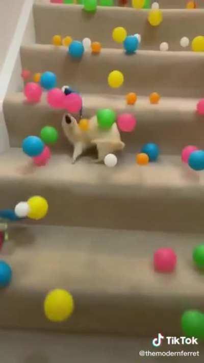 Deaf ferret gets a surprise