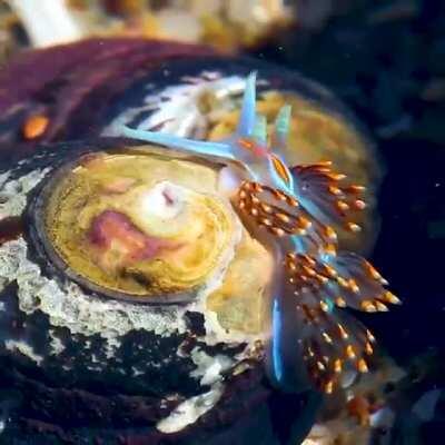 🔥 Opalescent Nudibranch - the prettiest sea slug