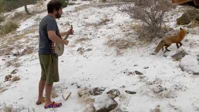 Playing banjo for a wild fox — Winter came back yesterday and so did Foxy!