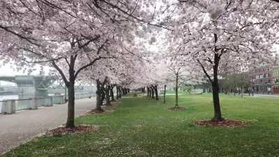 Do we really need more Cherry Blossom posts....YES. Drone shots of the Cherry Blossoms.