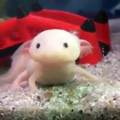 The axolotl has a ton of input lag