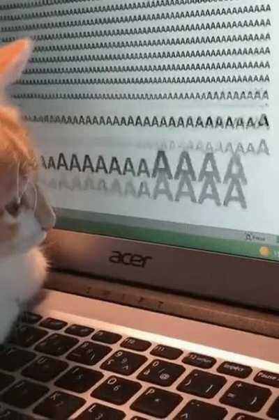 Aaaaaaaaa🐱aaaaaaaaaaa