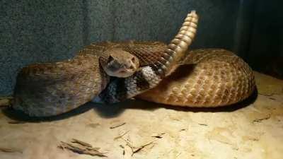 Crotalus Atrox Slow Mo