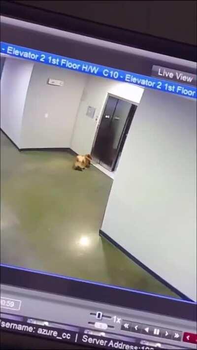 What could go wrong if I don’t make sure this dog gets on the elevator. Shoutout to the hero for being at the right place at the right time!