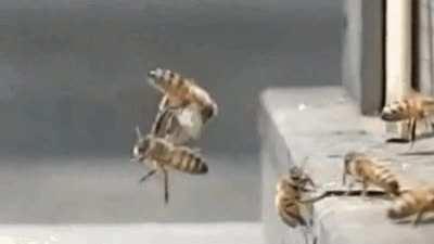 Mid-air Bee Crash