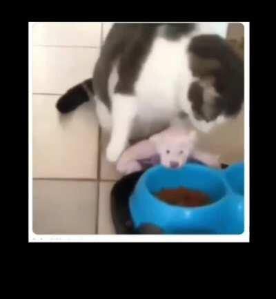 Cat brings her toy friend to her house to feed him.