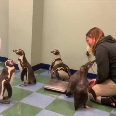 Never get bored of penguins getting weighed..