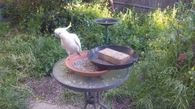 Sulphur-crested cockatoo has found solution to my solution