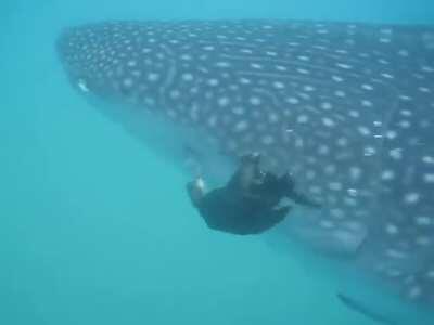 🔥 Cormorant plucking Remoras off of a Whale Shark