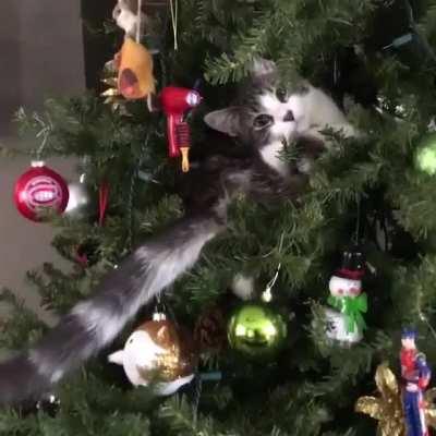 &quot;I am an ornament now&quot;