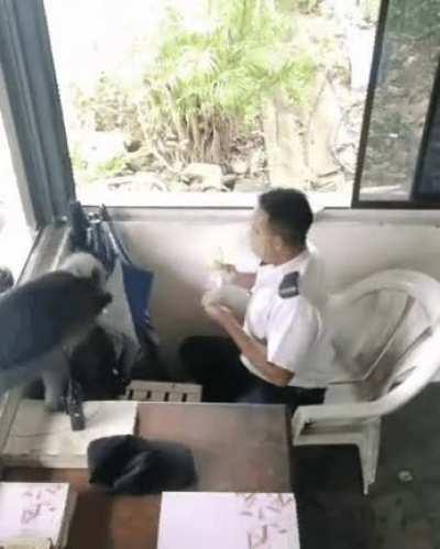 Monkey robbing security guard