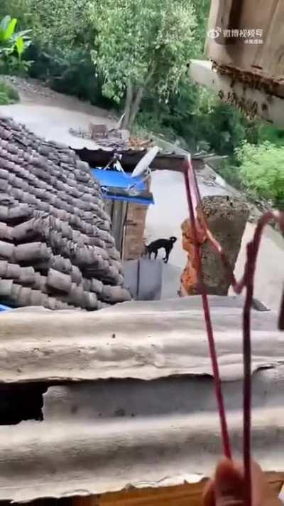 Beekeeper protecting his bees from being attacked by hornets