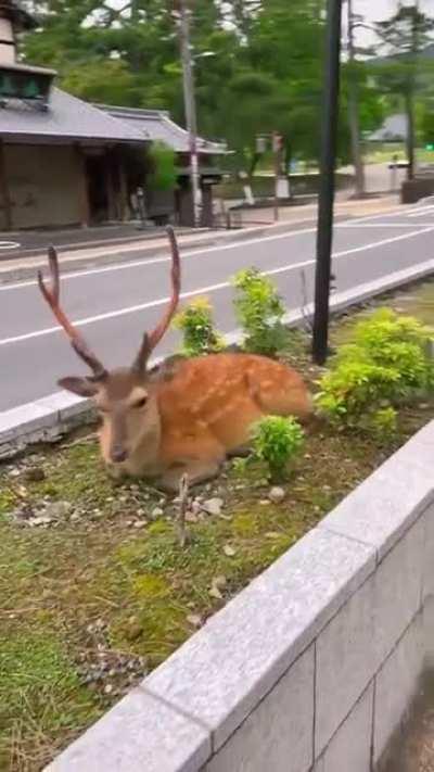 Deer’s of Nara Japan