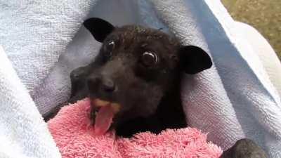 A rescued flying fox eating a banana while in rehab (released back into the wild after one week)