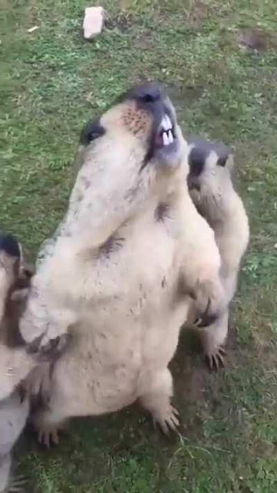 These groundhogs arguing about who gets the snacks first.