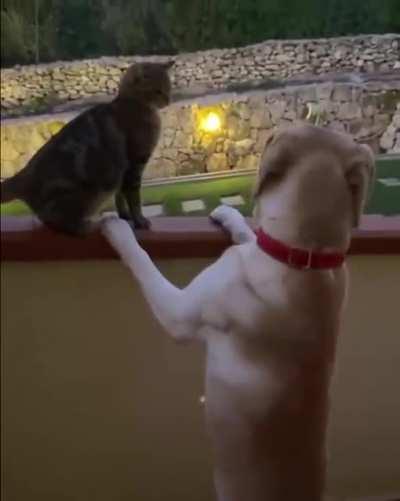 Altercation between cat and dog