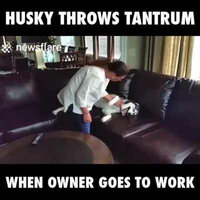 Husky Throws Tantrum When Owner Goes To Work :)))