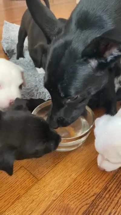 Puppies first time drinking water... still got some learning to do