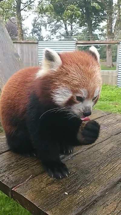 Cherry eating some panda cake [Manor Wildlife Park, Wales]