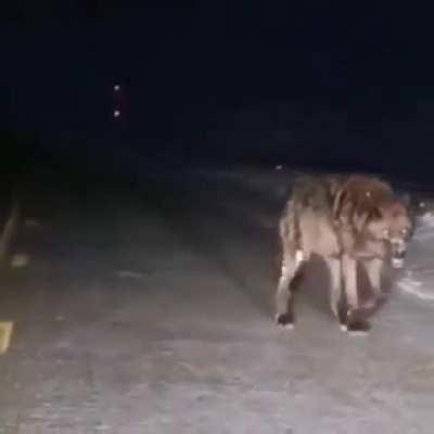 🔥 This gigantic wolf