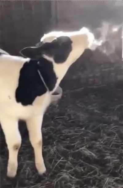 Calf sees breath for the first time.