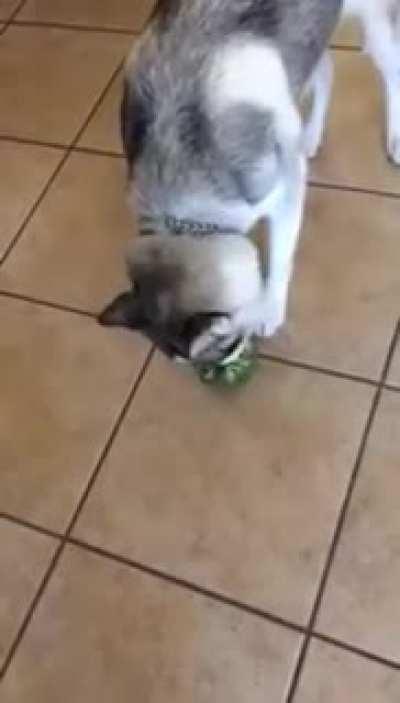 Husky and Broccoli