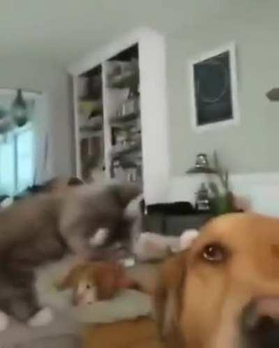 CAT Pet the DOG