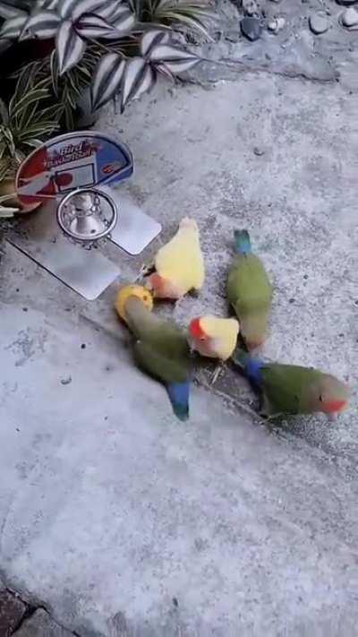 These birds playing basketball