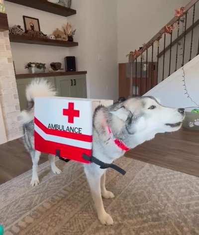 My sister’s husky has a fantastic costume this year