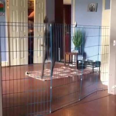 Dog dies inside after encountering ultimate barrier