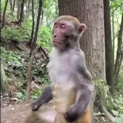 stfu monke is meditating~ Jai hanuman🙏