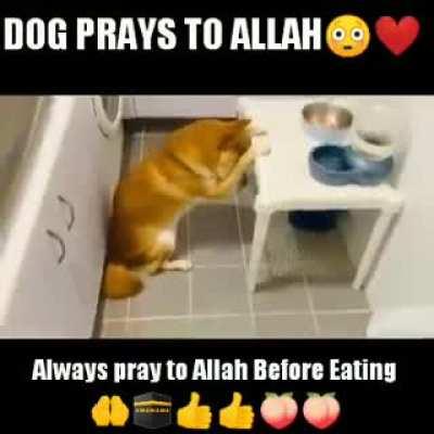 Halal dog😻😊😊