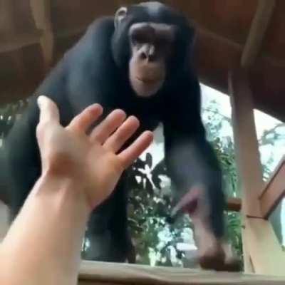 😎🤝🦍