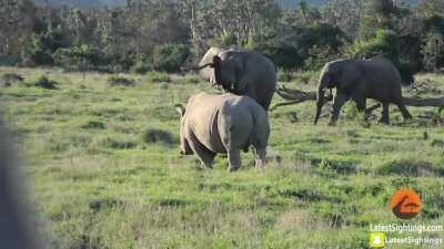 Elephant uses a stick to scare off a Rhino.