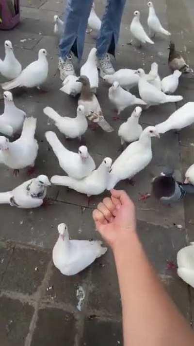 Feeding Pigeons