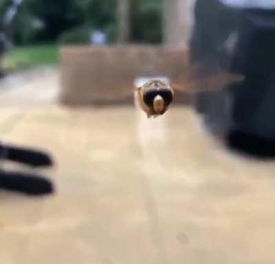 Hey...lets video tape a hover fly...what could possibly go wrong.