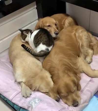 Cat Can't Resist Constantly Joining Golden Cuddle Puddle