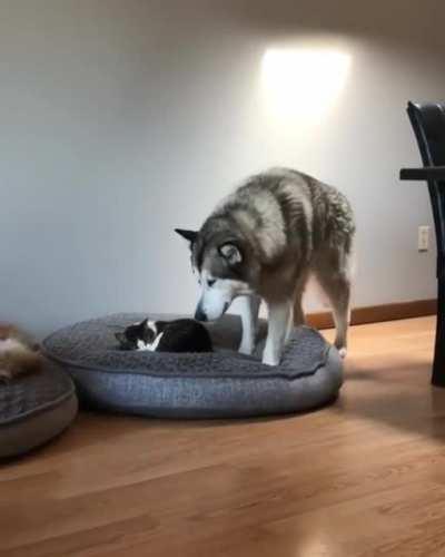 A gentle giant discovers his bed has been occupied