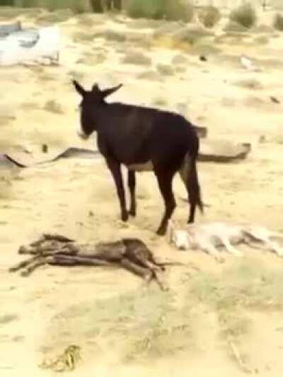 this donkey's son was killed by the wolf , so the donkey took it's revenge . it seems that the donkey wasn't satisfied with the wolfs death so it kept kicking it